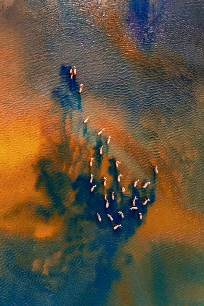 Flamingos in Colorful Water by Songlin Xu — canvas wall art