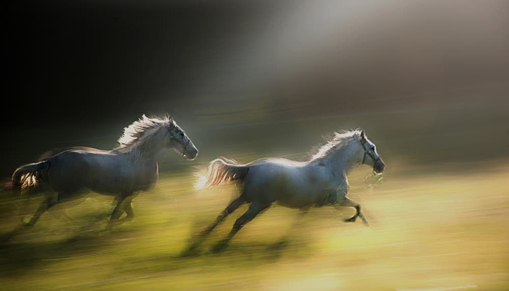 White Horses Galloping by Milan Malovrh — canvas wall art