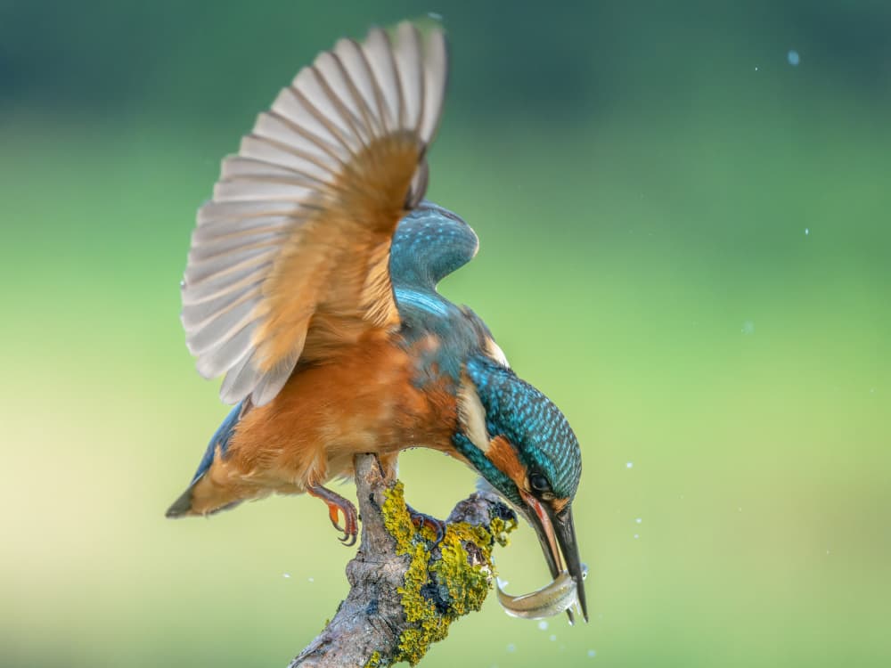 Kingfisher's Perfect Catch by Damian Stopczynski — canvas wall art