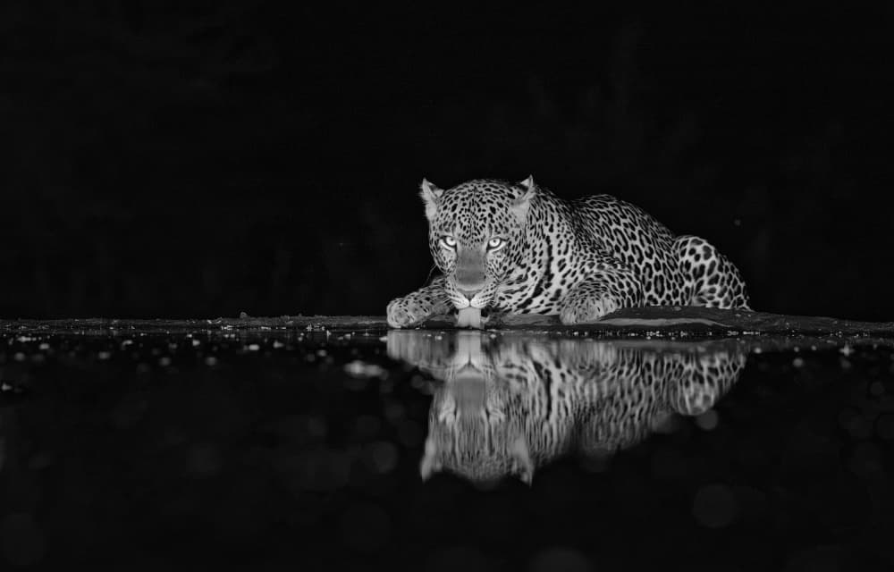Dark Jaguar Reflection by Jie Fischer — canvas wall art