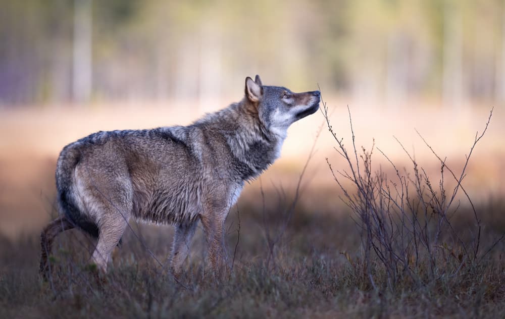 Wild Wolf Sensing by Marco Barisone — canvas wall art