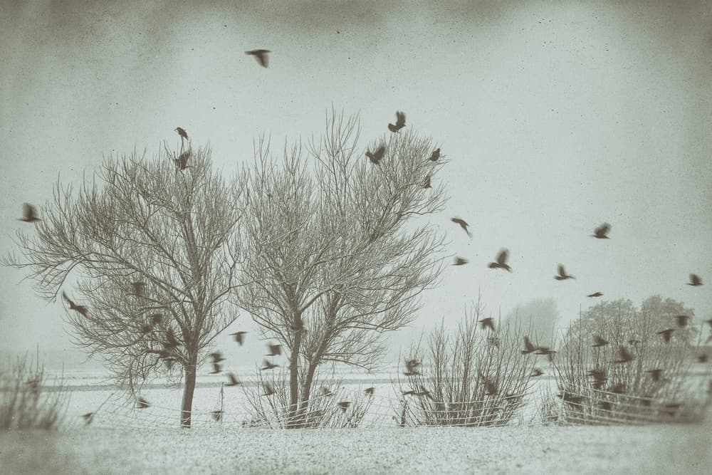 Misty Winter Crows by Jacob Tuinenga — canvas wall art