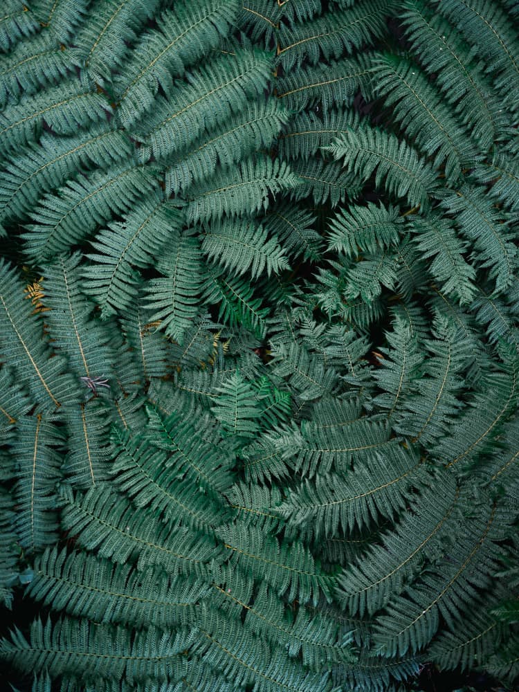 Green Leaves by Raisa Zwart — canvas wall art