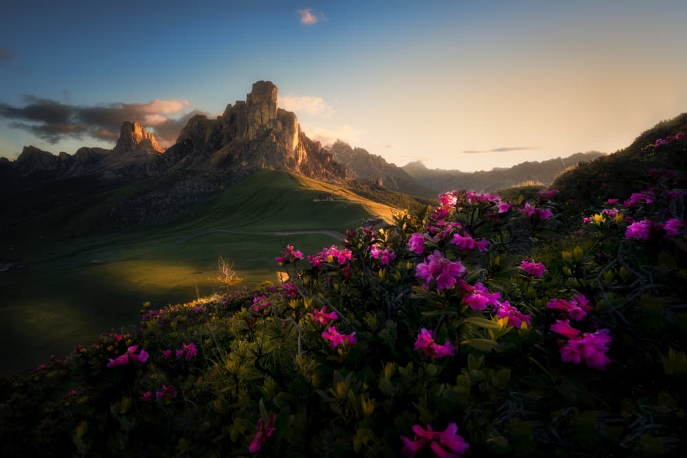 Golden Hour Mountain Bloom by Martin Morávek — canvas wall art