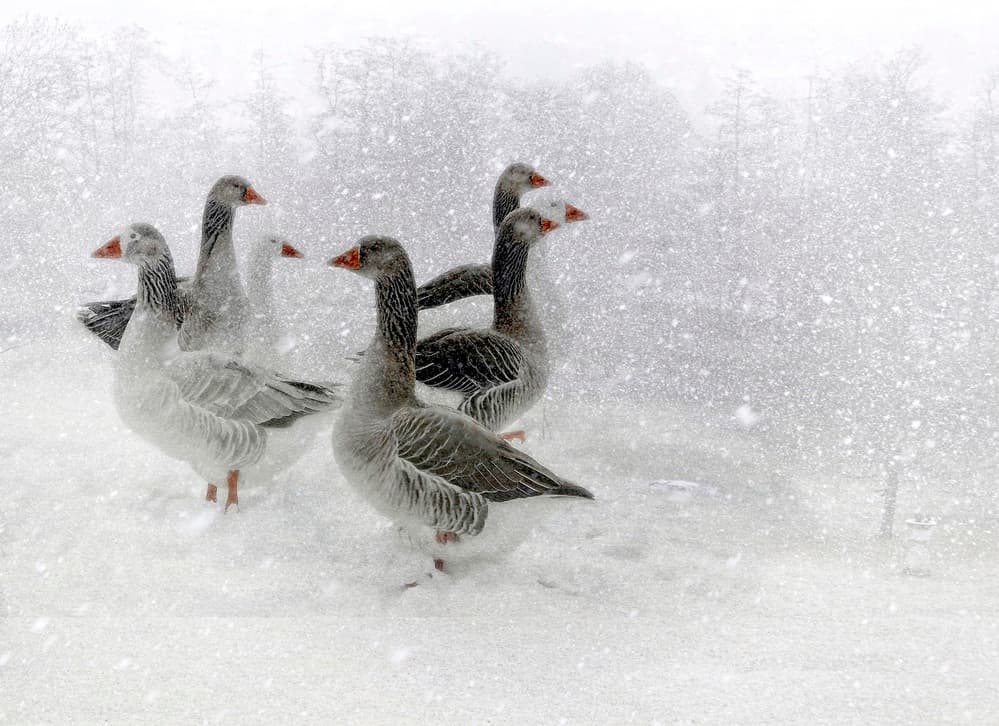 Geese in Winter Snow by Anna Cseresnjes — canvas wall art