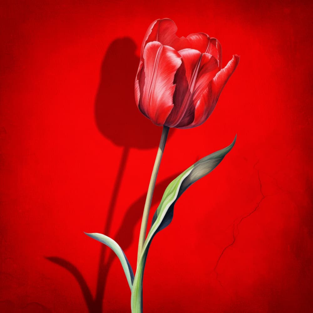 Bold Red Tulip by Marja van den Hurk — canvas wall art
