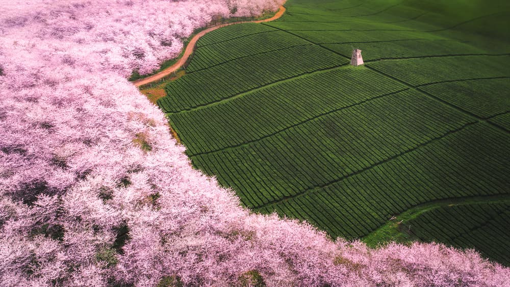 Cherry Blossom Tea Fields by TIANQI — canvas wall art