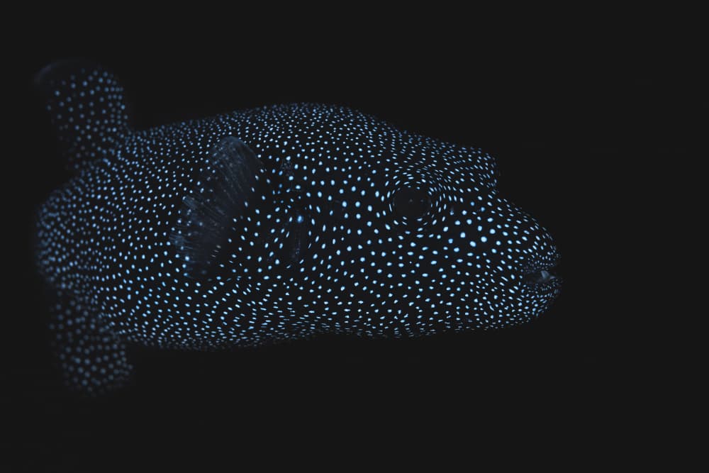 Glowing Pufferfish by Barathieu Gabriel — canvas wall art