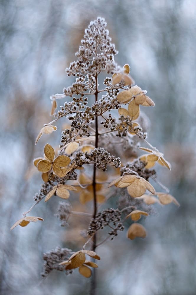 Frosted Winter Plant by Jacky Parker — canvas wall art