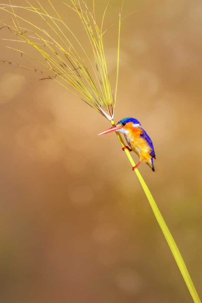 Vibrant Kingfisher on Grass by Nichole Chen — canvas wall art