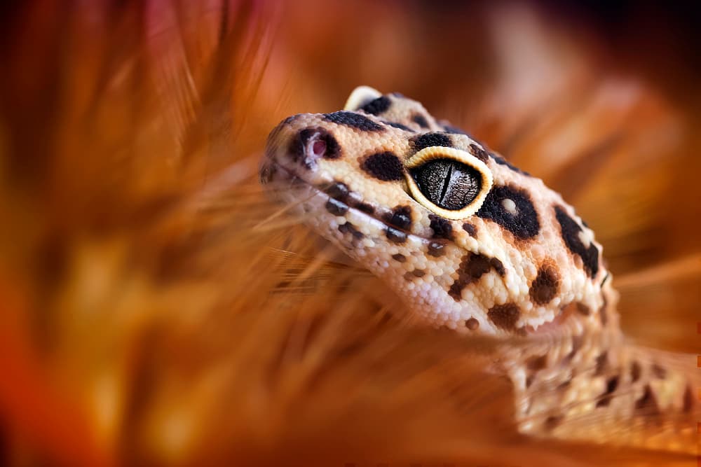 Spotted Gecko Portrait by Fauzan Maududdin — canvas wall art