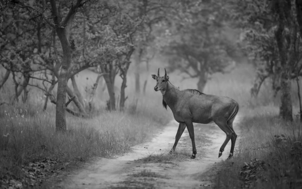 Nilgai on Forest Path by Shobhit Chawla — canvas wall art