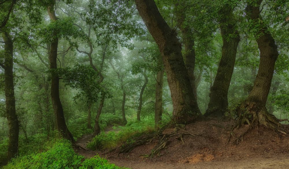 Misty Forest Path by Hilda van der Lee — canvas wall art