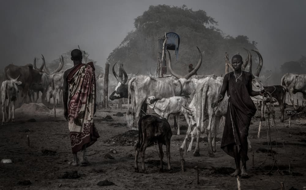 Tribal Cattle Morning Mist by Joxe Inazio Kuesta Garmendia — canvas wall art