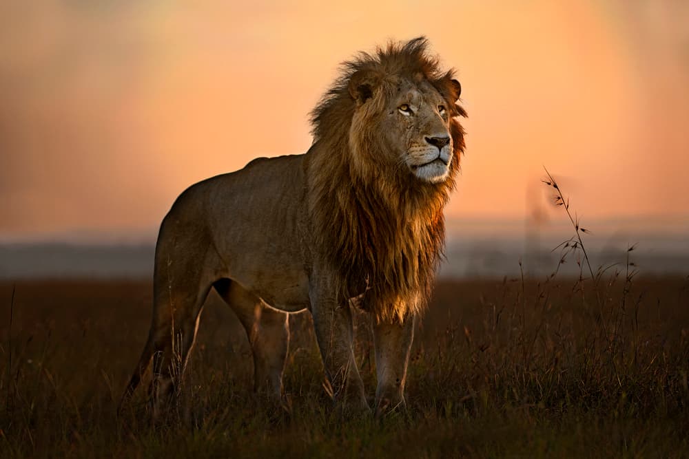 Majestic Lion Sunset by Xavier Ortega — canvas wall art