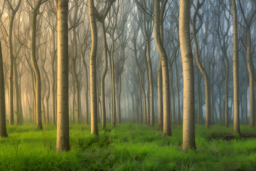 Tranquil Misty Forest by Jingshu Zhu — canvas wall art