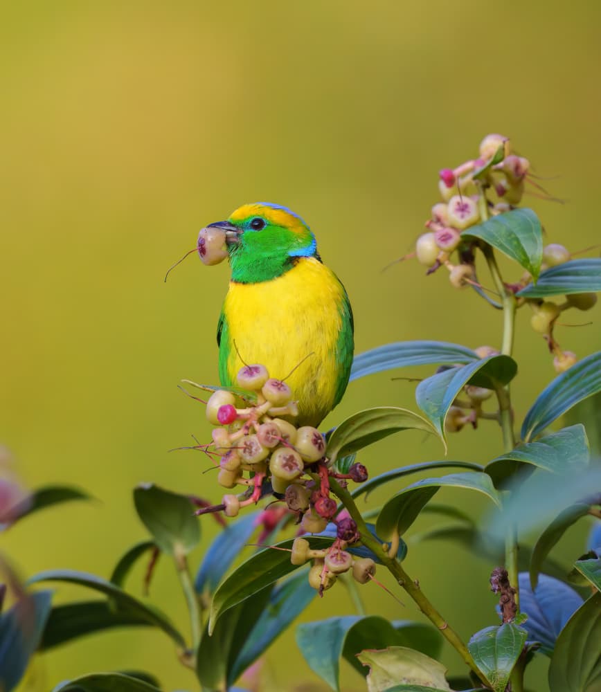 Vibrant Bird with Berry by Mike He — canvas wall art