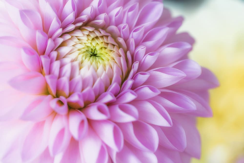 Vibrant Pink Dahlia by Satoshi Hatsumori — canvas wall art