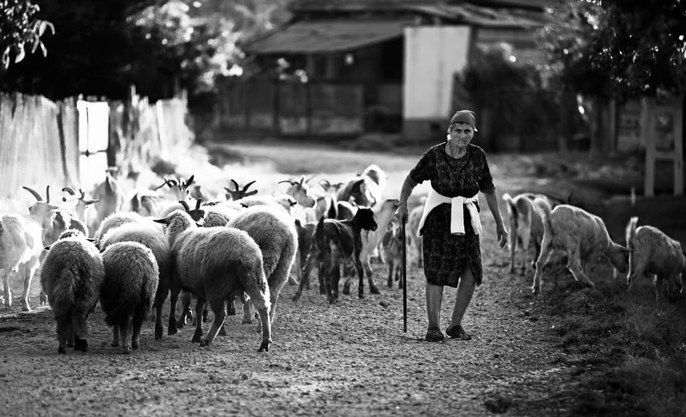 Rural Shepherdess and Flock by Julien Oncete — canvas wall art