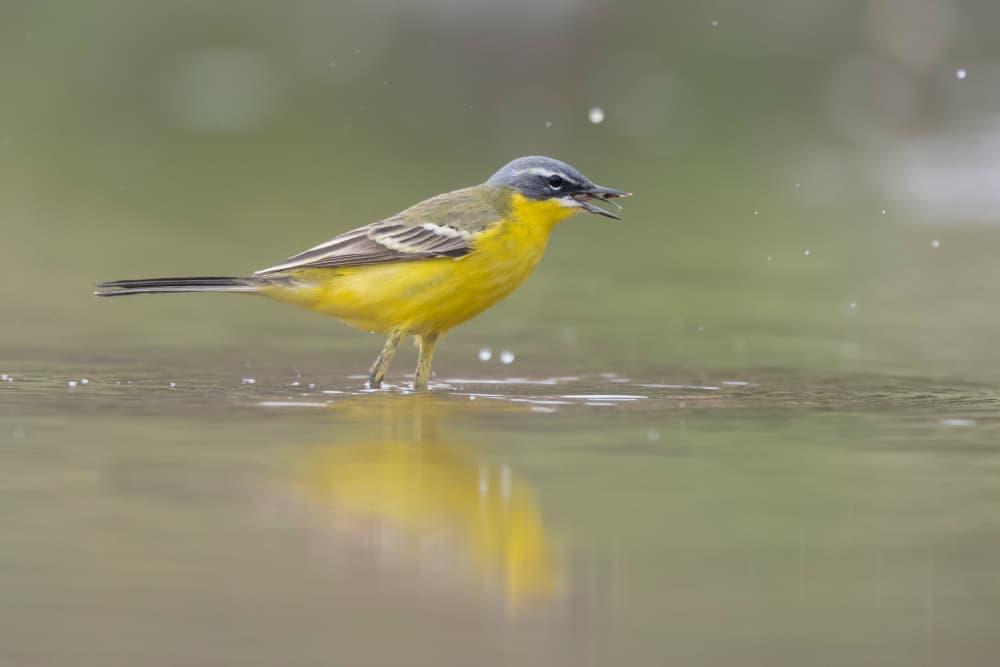 Vibrant Yellow Wagtail by Paolo Bolla — canvas wall art