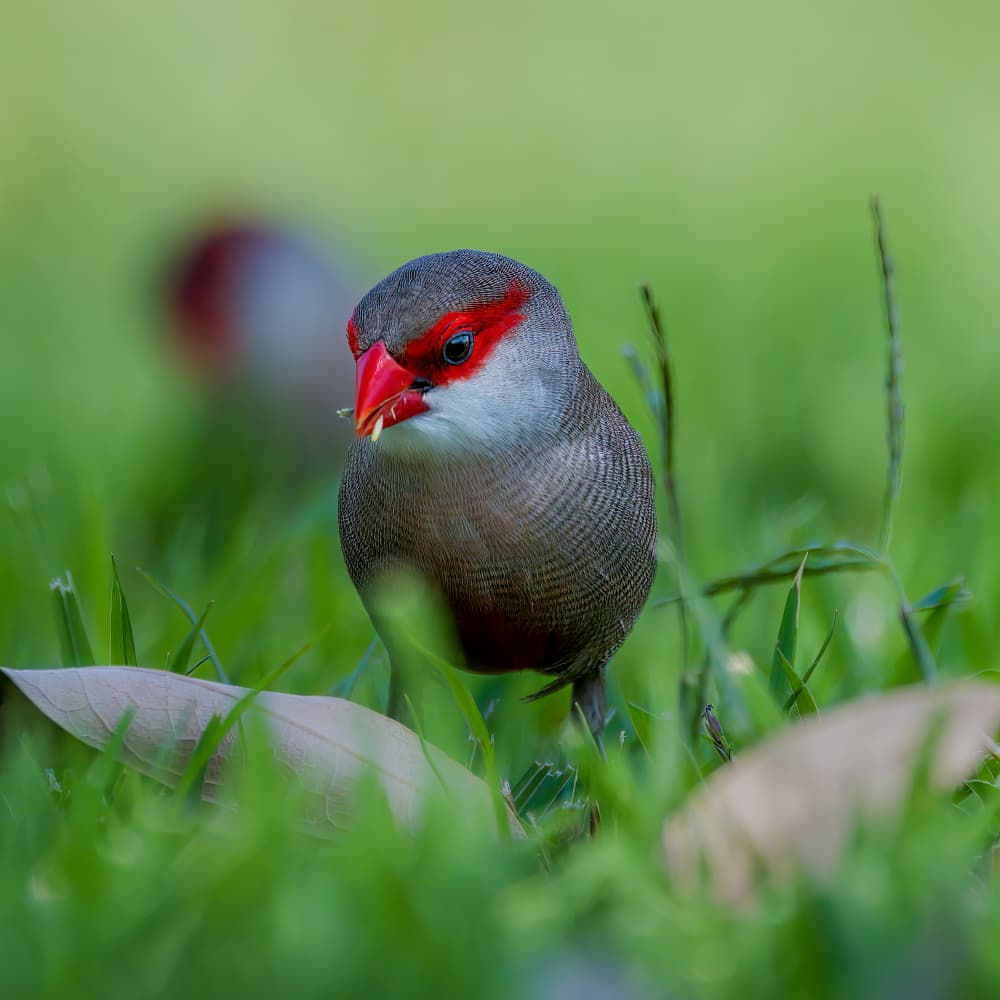 Red-Masked Finch by Jacob (Jian) Xu — canvas wall art