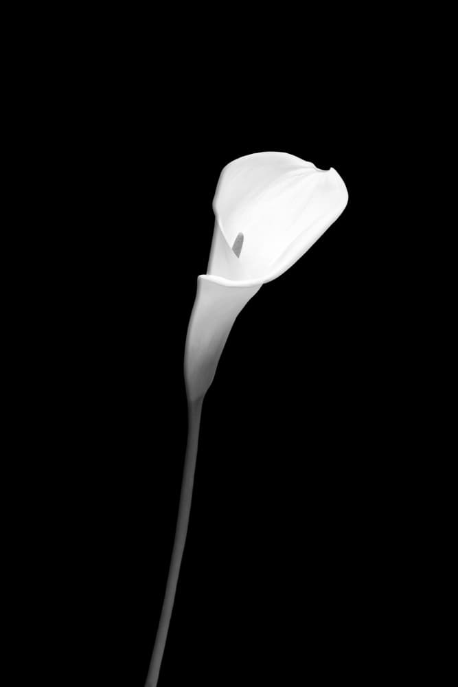Elegant Calla Lily by Melanie Viola — canvas wall art