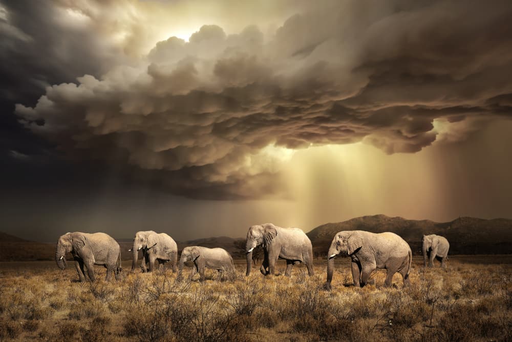 Dramatic Elephant Sky by Marcel Egger — canvas wall art