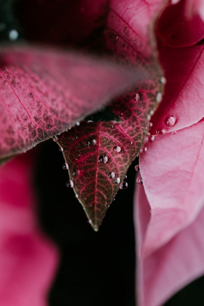 Dew-Kissed Pink Leaves by Javier Pardina — canvas wall art