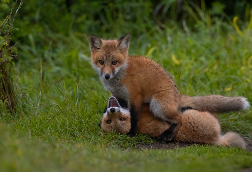 Playful Fox Kits by Johnson Huang — canvas wall art