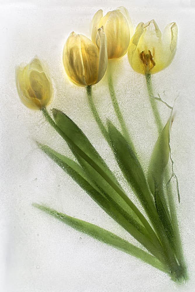 Frozen Yellow Tulips by Secundino Losada — canvas wall art