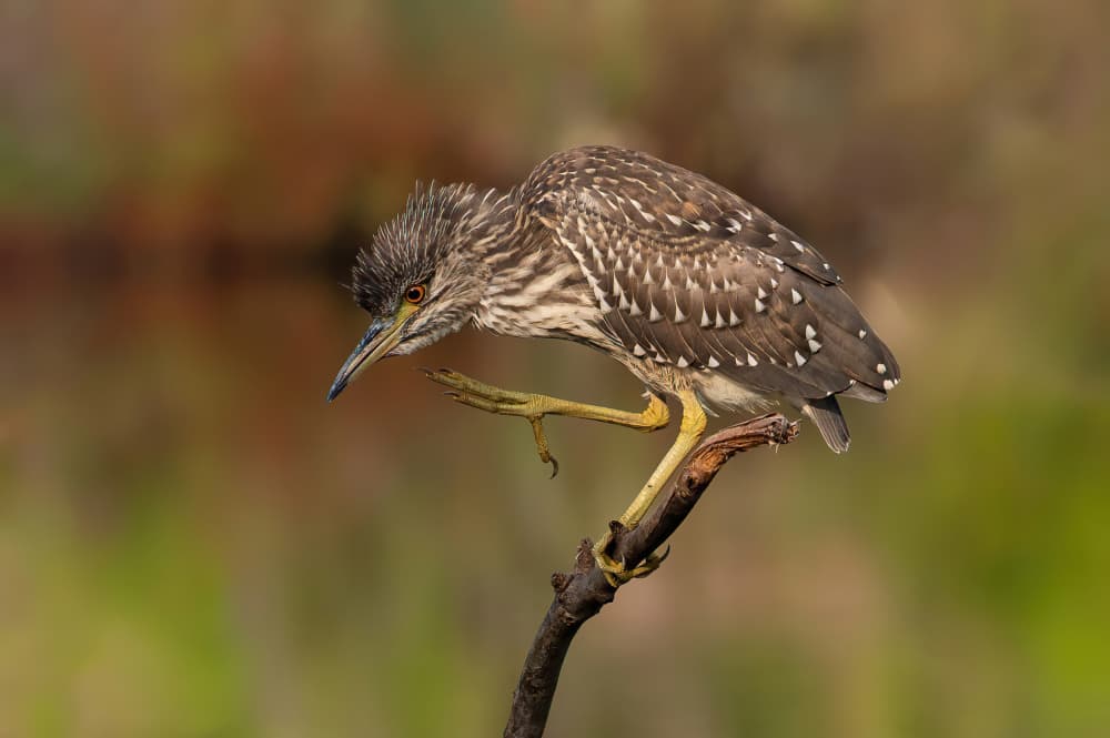 Young Heron Perched by Guy Wilson — canvas wall art