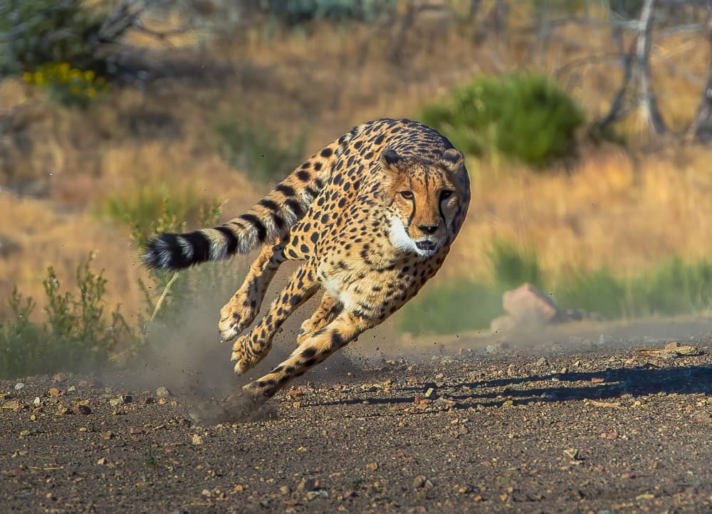 Wild Cheetah Sprint by Johnson Huang — canvas wall art