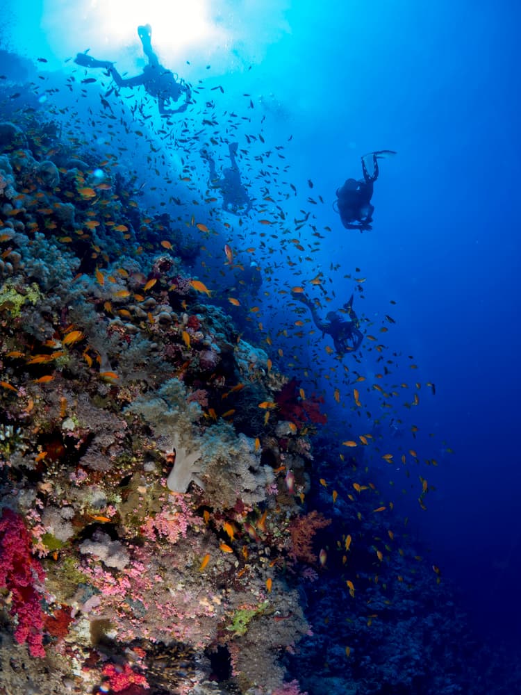 Divers Exploring Coral Reef by Ilan Ben Tov — canvas wall art