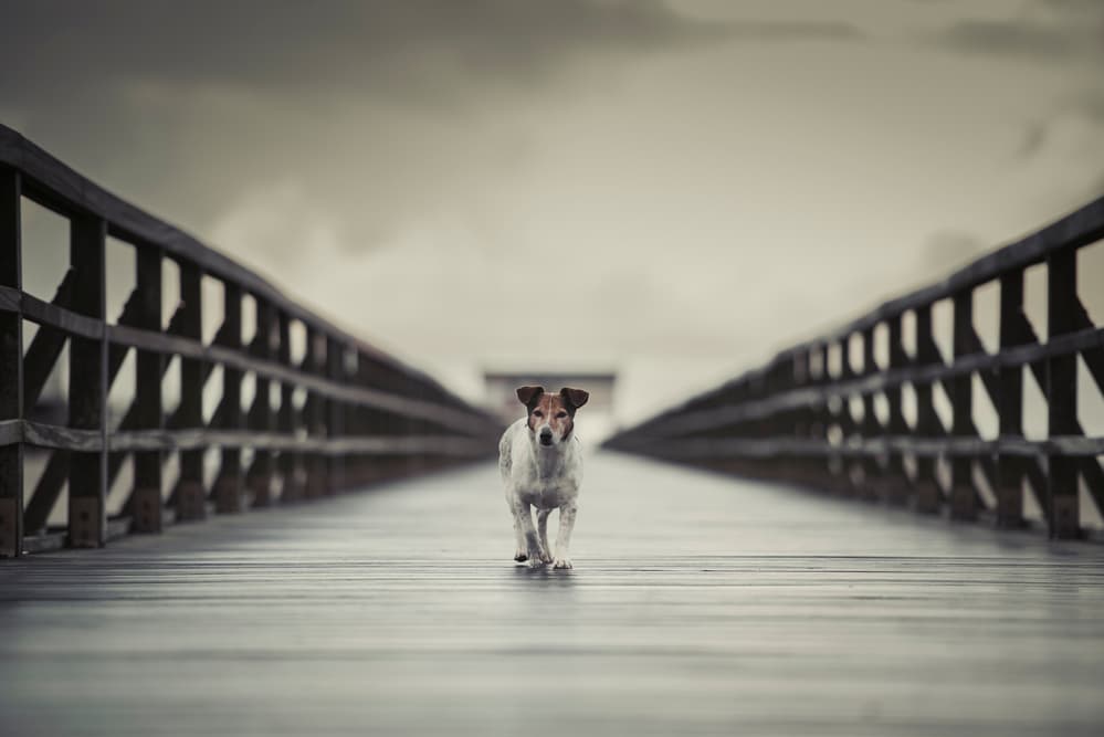 Loyal Dog on Bridge by Heike Willers — canvas wall art