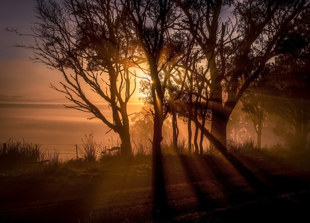 Golden Rays Dawn by Frank Ma — canvas wall art