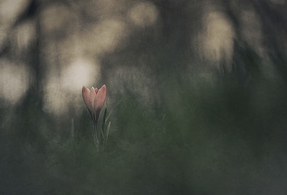 Dreamy Pink Bloom by Jan van der Linden — canvas wall art
