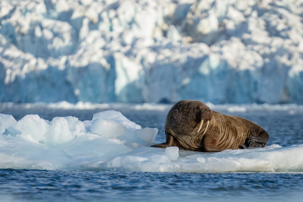 Walrus on Arctic Ice by Shobhit Chawla — canvas wall art
