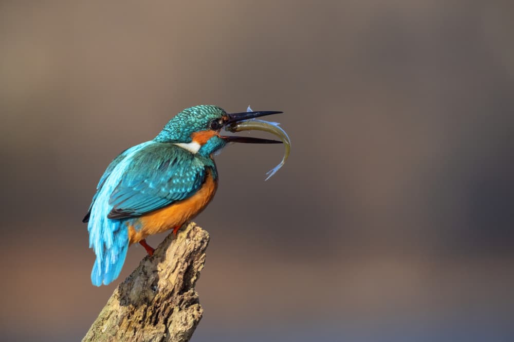 Kingfisher's Fresh Catch by TONY GORAN — canvas wall art
