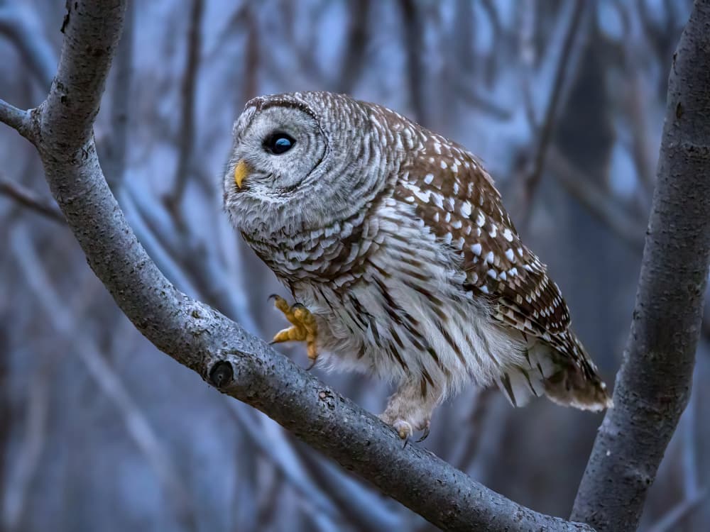 Watchful Forest Owl by Steven Zhou — canvas wall art