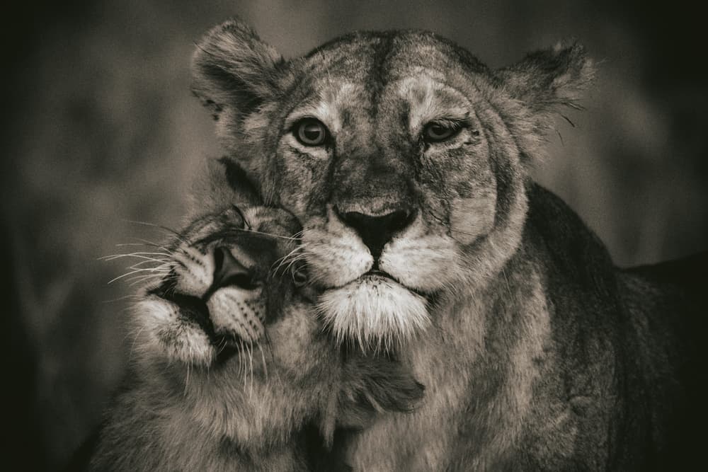 Lion's Tender Embrace by Mohammed Alnaser — canvas wall art