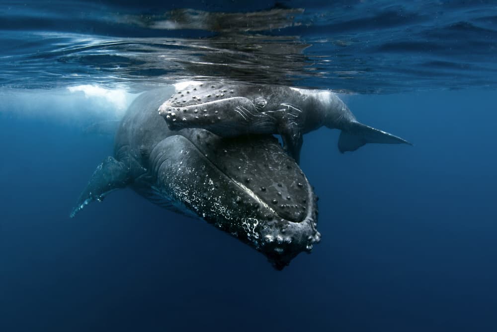 Humpback Whale Mother Calf by Cédric Péneau — canvas wall art