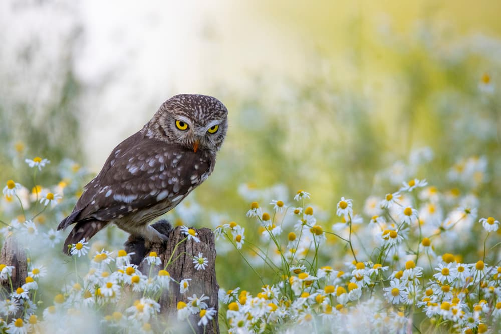 Little Owl in Daisies by Marco Redaelli — canvas wall art