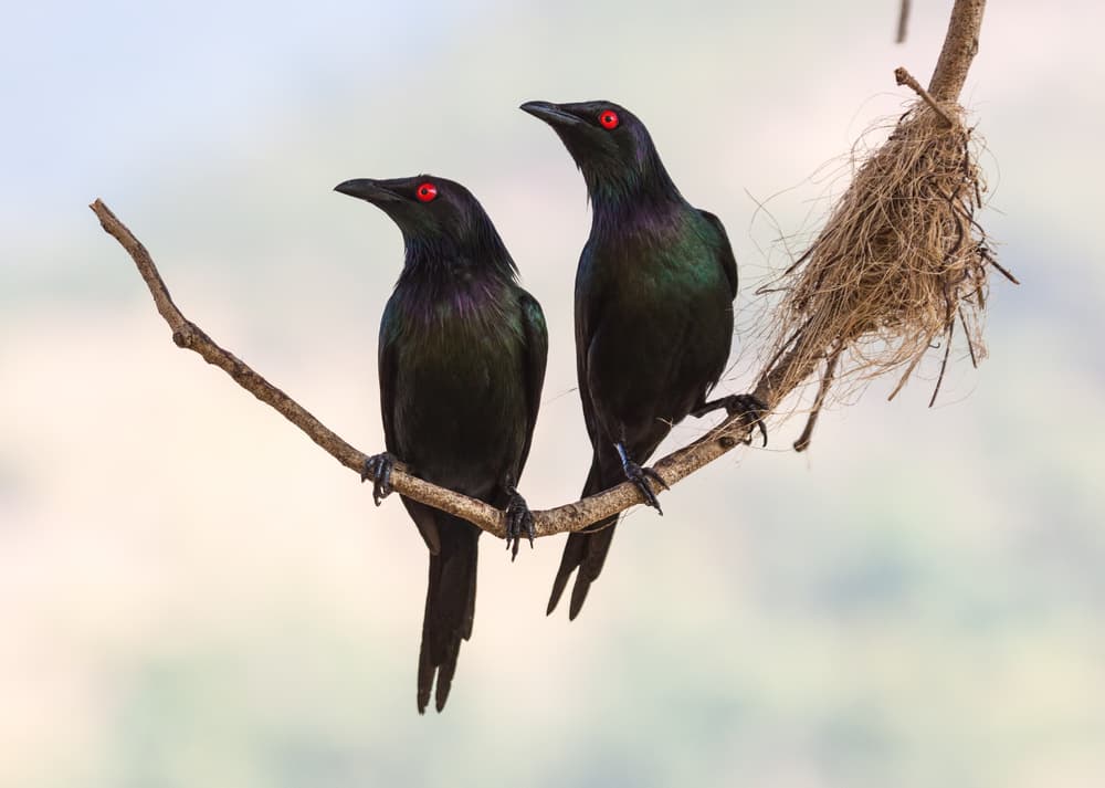 Red-Eyed Starlings Pair by Jacqueline Hammer — canvas wall art
