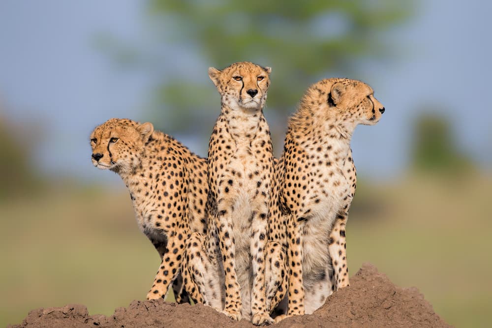 Watchful Cheetah Trio by Jun Zuo — canvas wall art