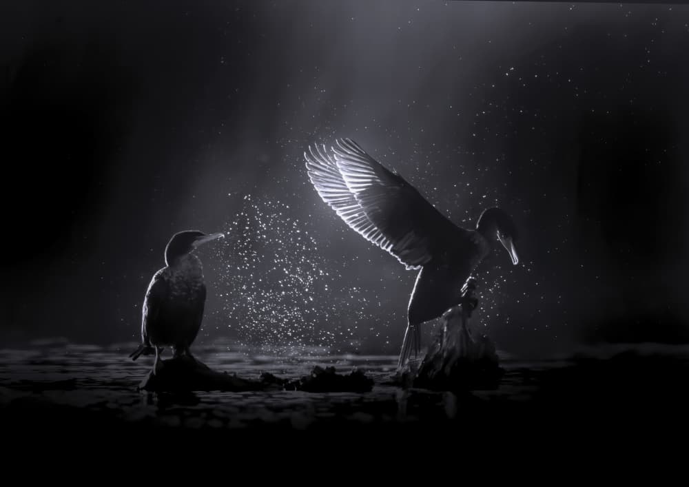 Glowing Wings Night Birds by Judy Tseng — canvas wall art