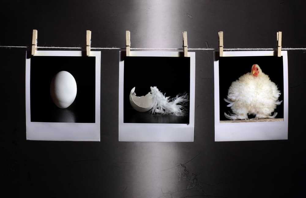 Life of a Chicken by Victoria Glinka — canvas wall art