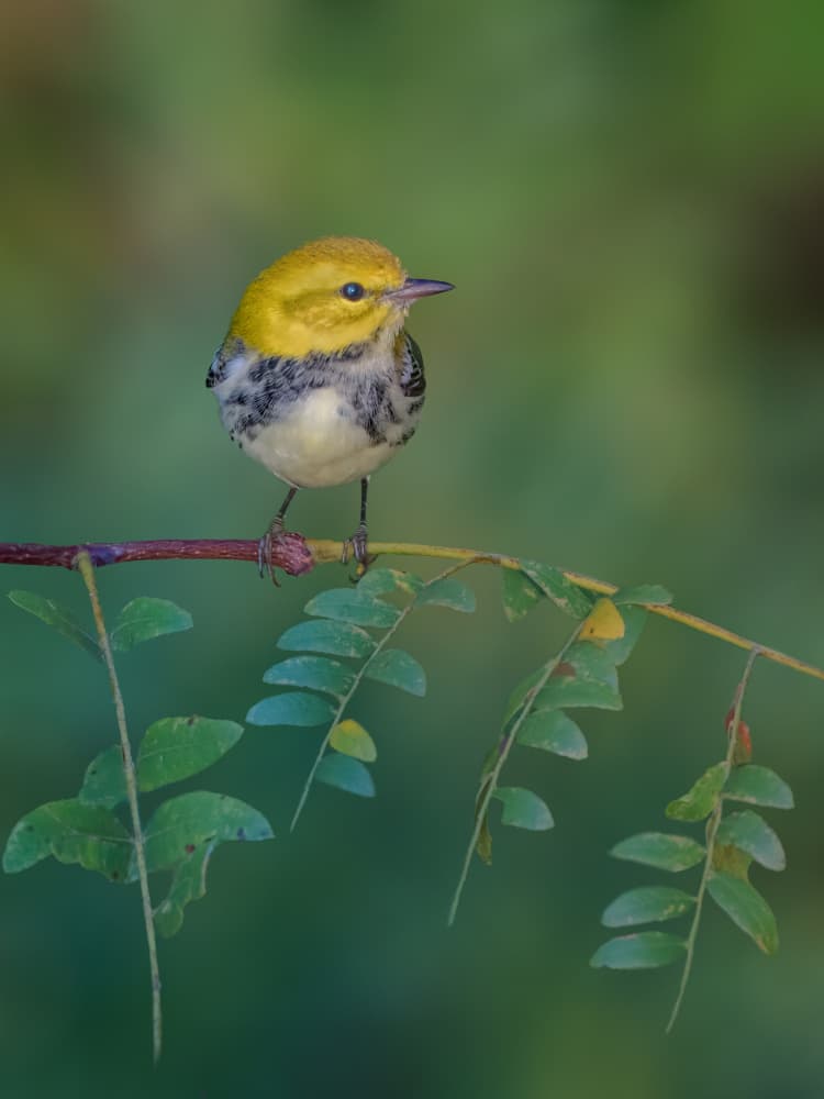 Bright Yellow Warbler by Jacob (Jian) Xu — canvas wall art