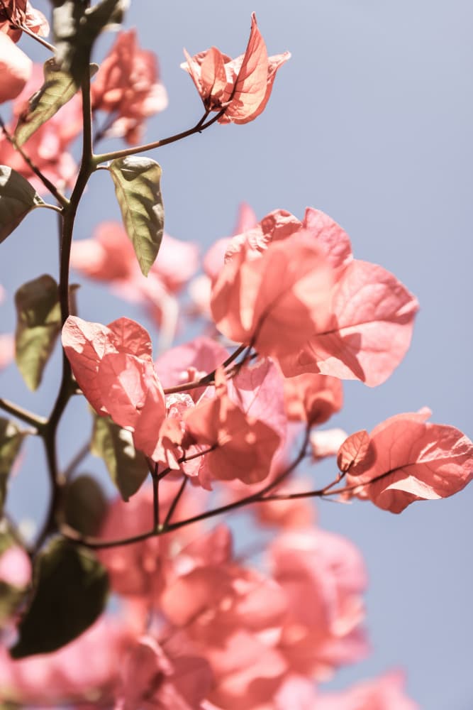 Blossoms in Breeze by Shot by Clint — canvas wall art