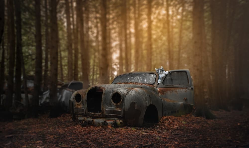 Kitten In Abandoned Car by Larry Deng APA — canvas wall art