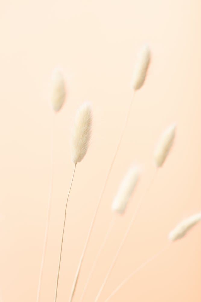 Fluffy Grass Stems by Pictufy Studio III — canvas wall art